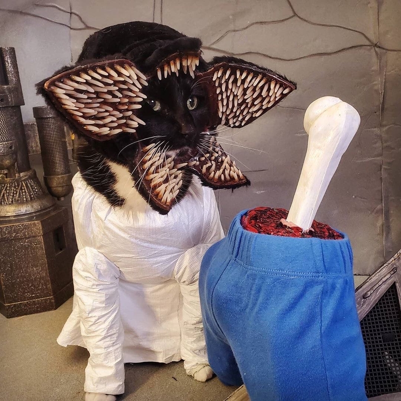 Astronaut Cat Cosplay Pet for Among Us FreeMMORPG.top